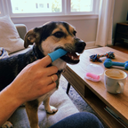 CURAPETS 360° Silicone Finger Toothbrush