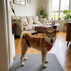 CURAPETS Adjustable Grooming Loop Leash