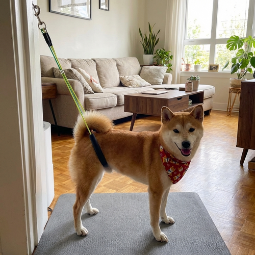 CURAPETS Adjustable Grooming Loop Leash