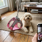CURAPETS Reflective Puppy Harness & Leash Set