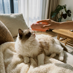 CURAPETS Steamy Brush Electric Pet Groomer