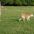 CURAPETS Hands-Free Running Dog Leash