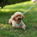 CURAPETS Reflective Puppy Harness & Leash Set