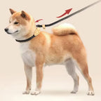 CURAPETS Braided Slip Rope Training Leash