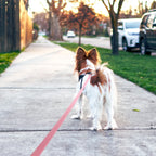 CURAPETS TrailGuard PVC Training Leash