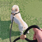 CURAPETS Braided Slip Rope Training Leash