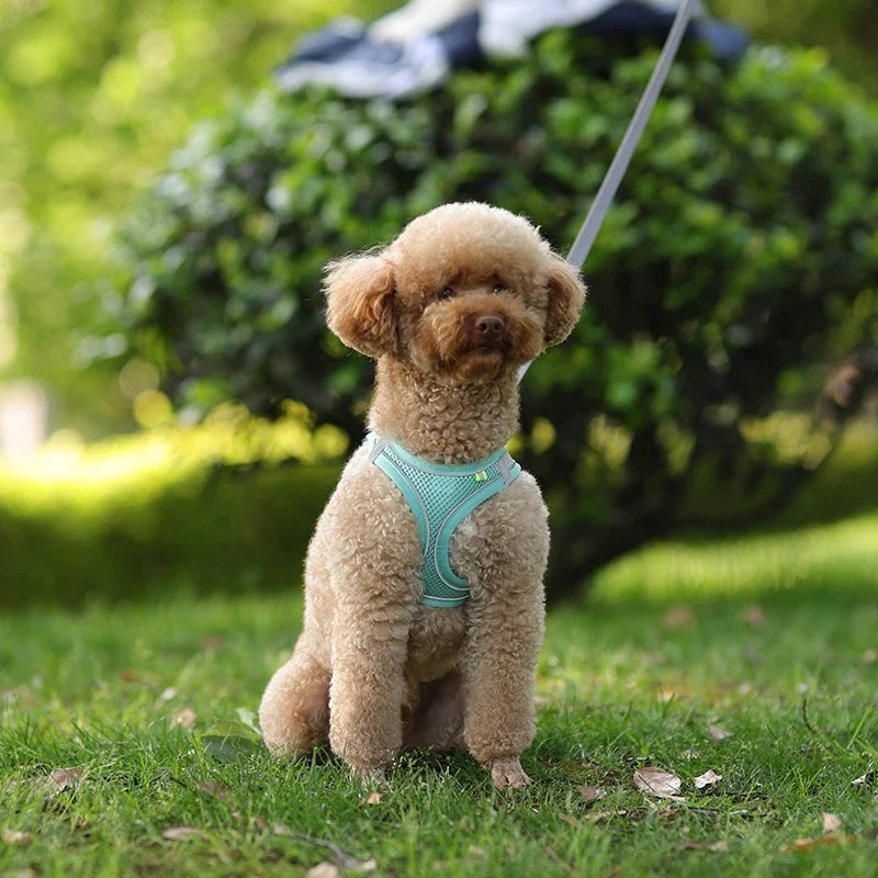 CURAPETS Reflective Puppy Harness & Leash Set