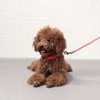 CURAPETS Luminous LED Night Safety Collar