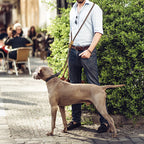 CURAPETS Hands-Free Running Dog Leash