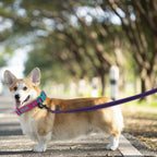 CURAPETS Dual-Color Long Training Leash