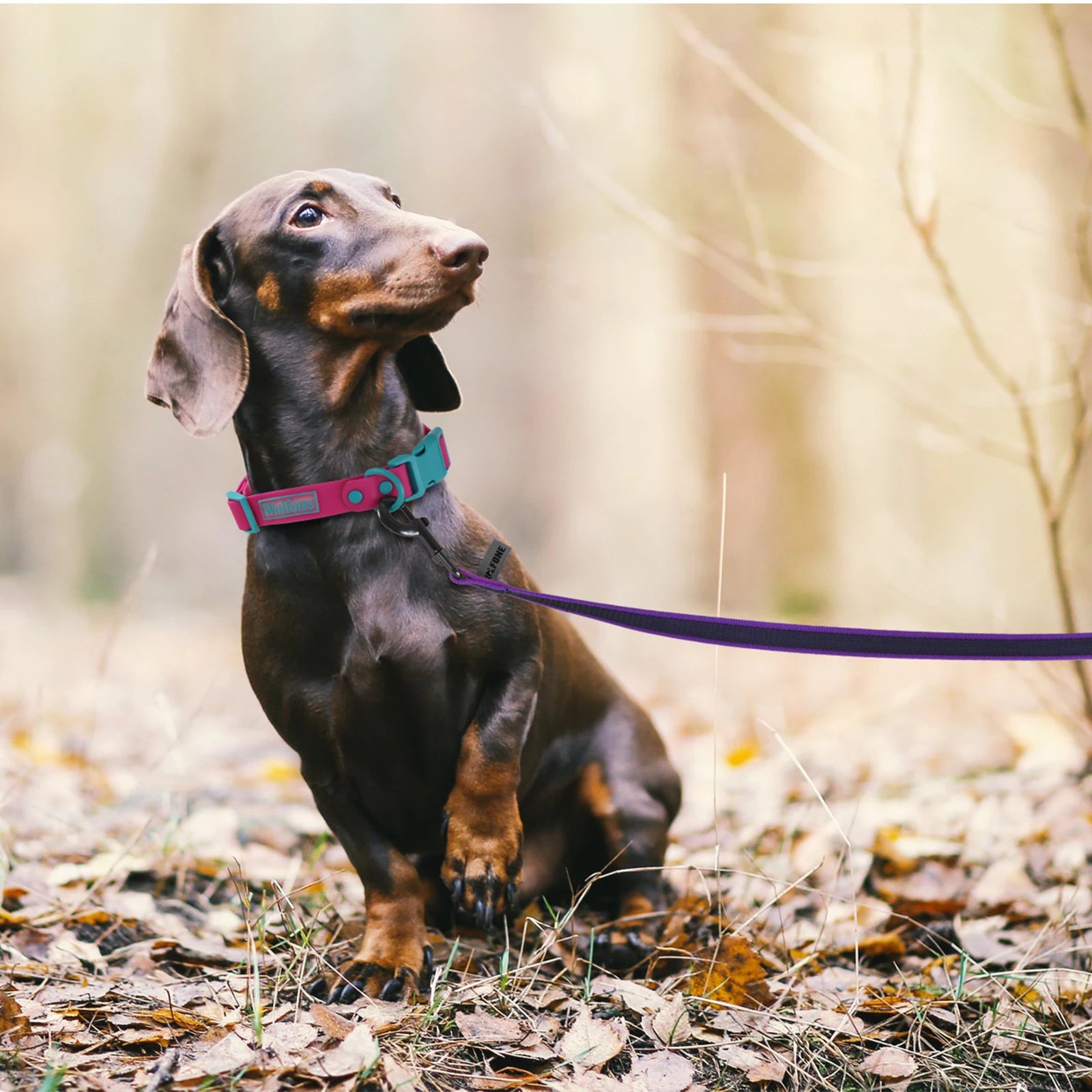 CURAPETS Dual-Color Long Training Leash