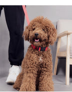CURAPETS Luminous LED Night Safety Collar