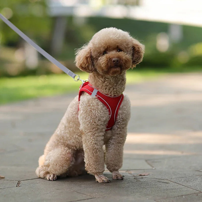 CURAPETS Reflective Puppy Harness & Leash Set