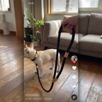 CURAPETS Braided Slip Rope Training Leash