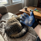 CURAPETS Silicone Deshedding Grooming Glove