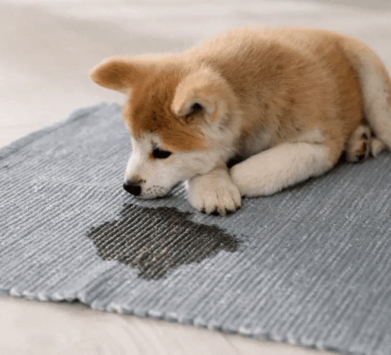 CURAPETS Premium Pet Stain & Odor Remover. Spray this to make years of stains, odors, & frustration vanish permanently